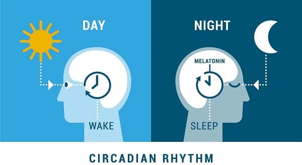 Circadian Rhythms